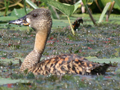 White-backed Duck